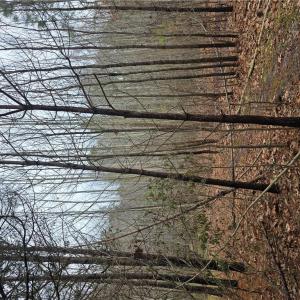 Photo #2 of 4200 John (304362300) Street, Suffolk, Virginia 1.0 acres