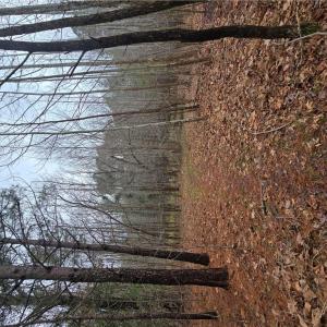 Photo #4 of 4200 John (304362300) Street, Suffolk, Virginia 1.0 acres