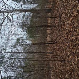 Photo #5 of 4200 John (304362300) Street, Suffolk, Virginia 1.0 acres