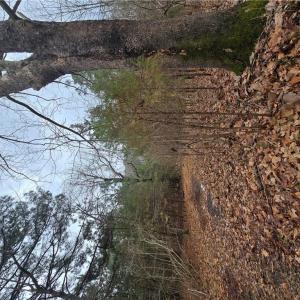 Photo #6 of 4200 John (304362300) Street, Suffolk, Virginia 1.0 acres