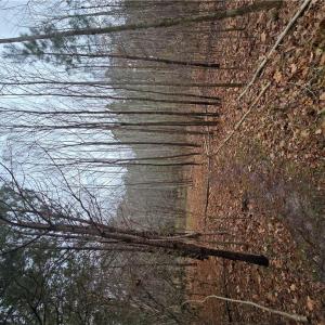 Photo #7 of 4200 John (304362300) Street, Suffolk, Virginia 1.0 acres