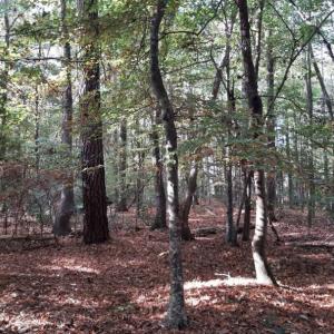 Photo #1 of 6608 Blackwater Road, Virginia Beach, Virginia 3.4 acres
