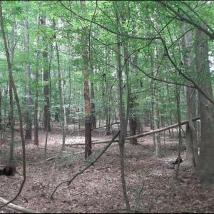 Photo #3 of 6608 Blackwater Road, Virginia Beach, Virginia 3.4 acres