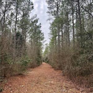 Photo #23 of 108 AC New & Seacock Chapel Road, Ivor, Virginia 108.3 acres