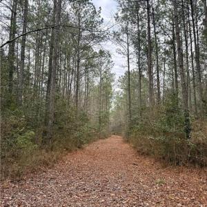 Photo #24 of 108 AC New & Seacock Chapel Road, Ivor, Virginia 108.3 acres