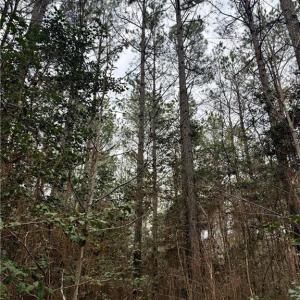 Photo #26 of 108 AC New & Seacock Chapel Road, Ivor, Virginia 108.3 acres