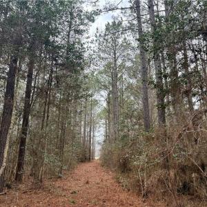 Photo #17 of 108 AC New & Seacock Chapel Road, Ivor, Virginia 108.3 acres