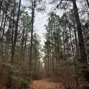 Photo #18 of 108 AC New & Seacock Chapel Road, Ivor, Virginia 108.3 acres