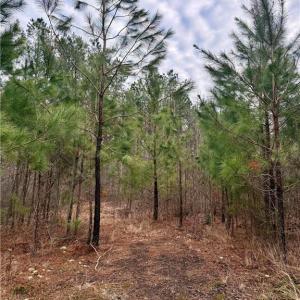 Photo #19 of 108 AC New & Seacock Chapel Road, Ivor, Virginia 108.3 acres