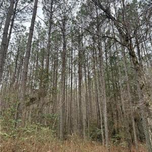 Photo #21 of 108 AC New & Seacock Chapel Road, Ivor, Virginia 108.3 acres