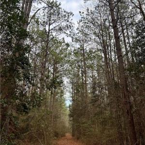 Photo #25 of 108 AC New & Seacock Chapel Road, Ivor, Virginia 108.3 acres