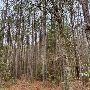 Photo #34 of 108 AC New & Seacock Chapel Road, Ivor, Virginia 108.3 acres