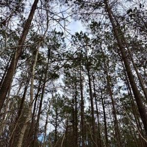 Mature Timber
