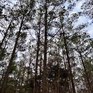 Mature Timber