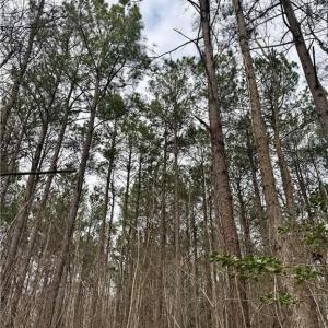 Mature Timber