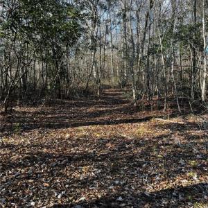 Wooded with clearings to build.