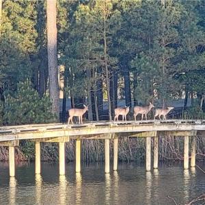 Photo #18 of LOT 53 HERON POINTE Drive, Cape Charles, Virginia 0.3 acres