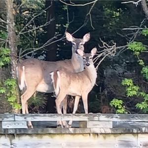 Photo #21 of LOT 53 HERON POINTE Drive, Cape Charles, Virginia 0.3 acres