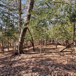 Wooded peninsula extends to creek