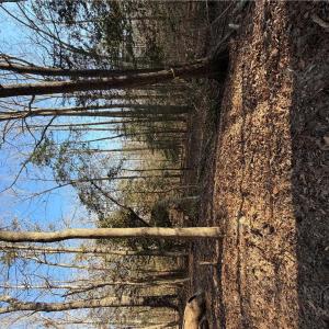 Photo #2 of 4.68AC King William Road, King William, Virginia 4.7 acres