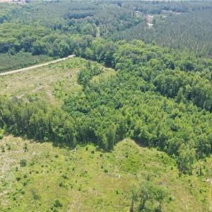 Photo #6 of 20 ac Hollybush Road, Dendron, Virginia 20.0 acres