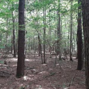 Photo #3 of 6636 Blackwater Road, Virginia Beach, Virginia 4.3 acres
