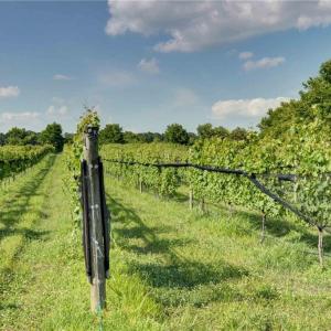 Photo #45 of 2412 Reserve Drive, Williamsburg, Virginia 1.3 acres