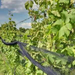 Photo #49 of 2412 Reserve Drive, Williamsburg, Virginia 1.3 acres