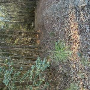Photo #3 of Horse Run Road, Gloucester, Virginia 5.0 acres