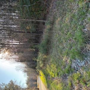 Photo #5 of Horse Run Road, Gloucester, Virginia 5.0 acres