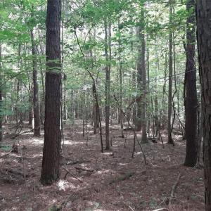 Photo #3 of 6664 Blackwater Road, Virginia Beach, Virginia 9.7 acres