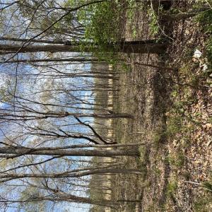 Photo #15 of 4.51AC Hog Island Road, Surry, Virginia 4.5 acres