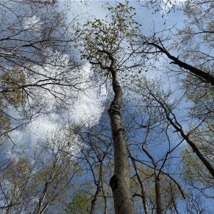 Photo #19 of 4.51AC Hog Island Road, Surry, Virginia 4.5 acres