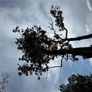 Photo #3 of 4.51AC Hog Island Road, Surry, Virginia 4.5 acres