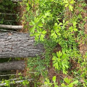 Photo #39 of 4.51AC Hog Island Road, Surry, Virginia 4.5 acres