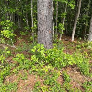 Photo #40 of 4.51AC Hog Island Road, Surry, Virginia 4.5 acres