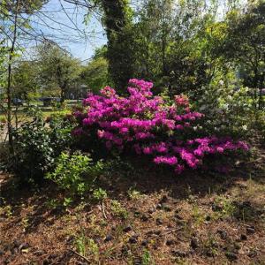 Mature shrubs