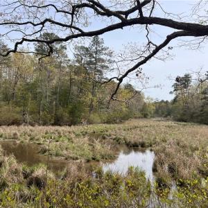 View up French Creek & view of back of lot