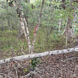 Photo #19 of 4.89ac Waterside Drive, Lanexa, Virginia 4.9 acres