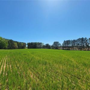 Photo #7 of 209 AC Five Forks Road, Freeman, Virginia 209.6 acres