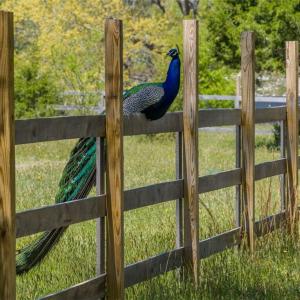 Photo #23 of 1.45ac Dancers Creek, Dutton, Virginia 1.5 acres