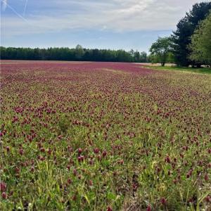 Photo #3 of 21AC Murphy Mill Road, Windsor, Virginia 21.7 acres