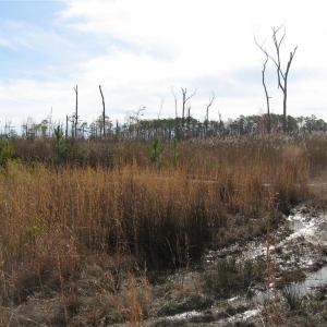 Photo #17 of 4161 Caratoke Highway, Barco, North Carolina 92.4 acres