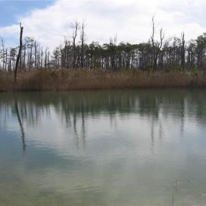 Photo #23 of 4161 Caratoke Highway, Barco, North Carolina 92.4 acres