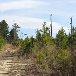 Land View