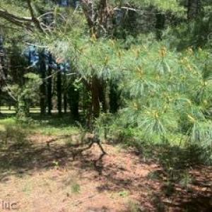 Photo #1 of 1.1+AC Laurel Haven Lane, Wicomico, Virginia 1.5 acres