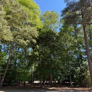 Photo #8 of 220 Ashford Manor, Williamsburg, Virginia 0.4 acres
