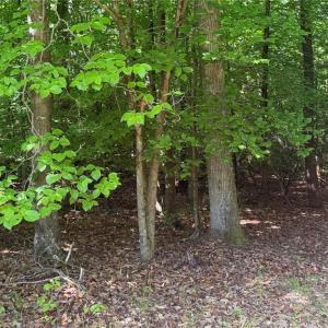 Photo #7 of 3.1+AC Near Cooks Mill Road, Lanexa, Virginia 4.0 acres