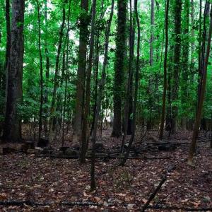 Photo #11 of 1350 Moyer Road, Newport News, Virginia 3.4 acres