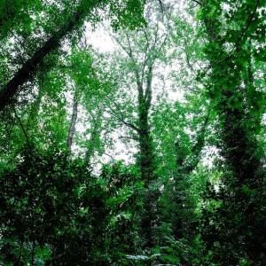 Photo #13 of 1350 Moyer Road, Newport News, Virginia 3.4 acres